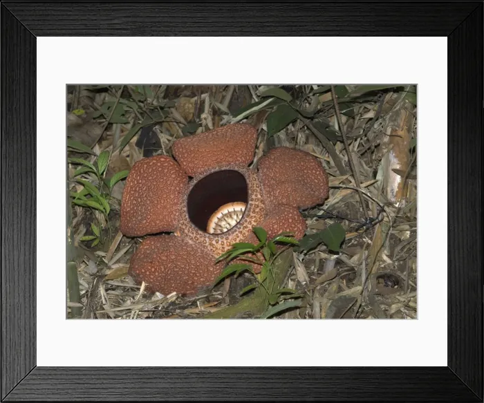 Framed Print : Rafflesia keithii Borneo Framed Print : Rafflesia keithii Borneo