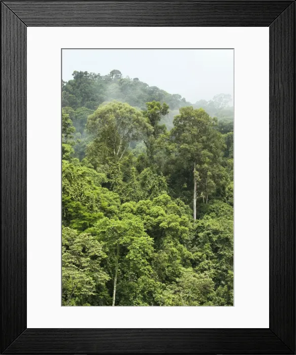 Framed Print : Early morning mist dispersing in rain forest, Danum Valley, Borneo Framed Print : Early morning mist dispersing in rain forest, Danum Valley, Borneo
