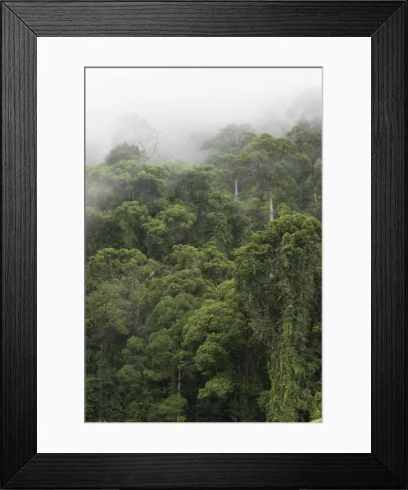 Framed Print : Early morning mist dispersing in rain forest, Danum Valley, Borneo Framed Print : Early morning mist dispersing in rain forest, Danum Valley, Borneo