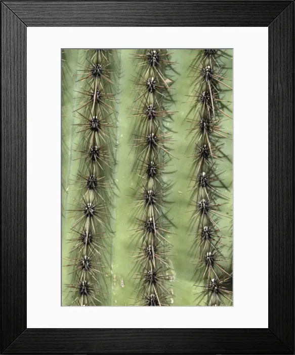 Framed Print : Close up of trunk of Saguaro cacti Saguaro National Park, Arizona