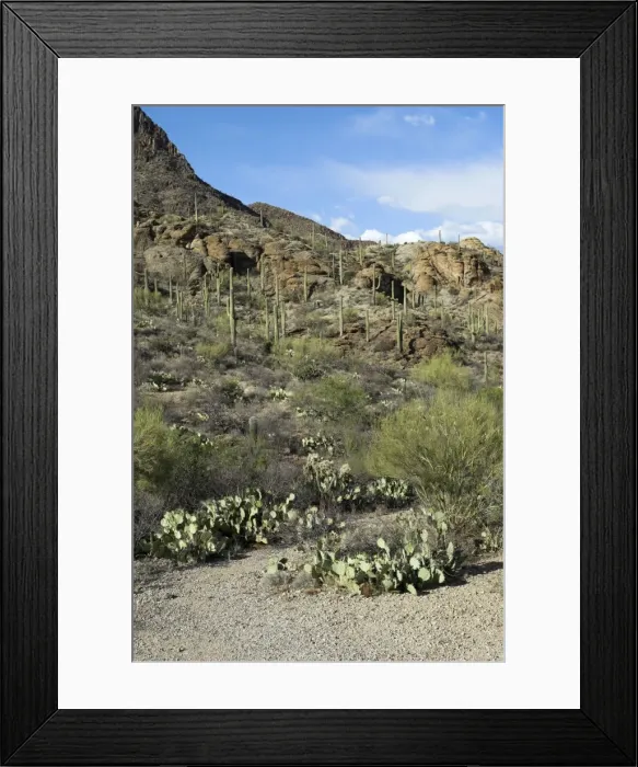 Framed Print : Saguaro National Park Showing cacti species with rocky hillside in background Arizona Framed Print : Saguaro National Park Showing cacti species with rocky hillside in background Arizona