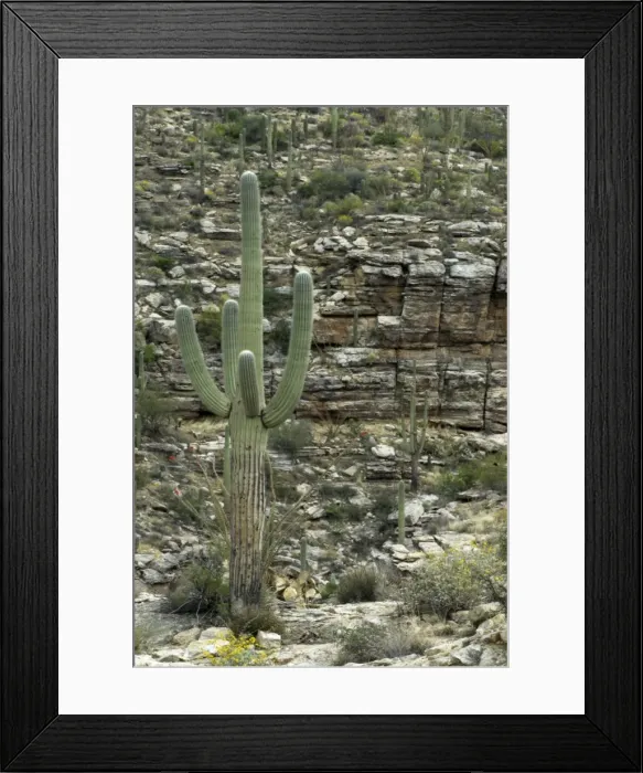 Framed Print : Saguaro cactus Against rocky background Saguaro National Park, Arizona Framed Print : Saguaro cactus Against rocky background Saguaro National Park, Arizona