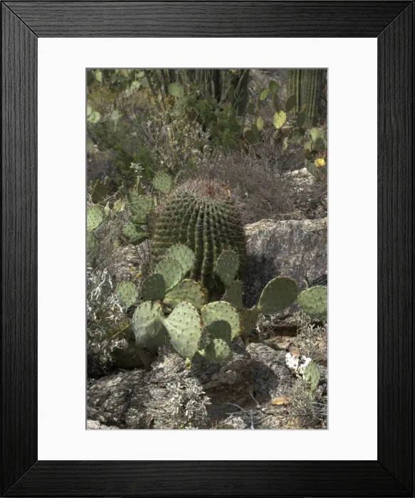 Framed Print : Prickly Pear and Barrel Cacti species Saguaro National Park, Arizona Framed Print : Prickly Pear and Barrel Cacti species Saguaro National Park, Arizona