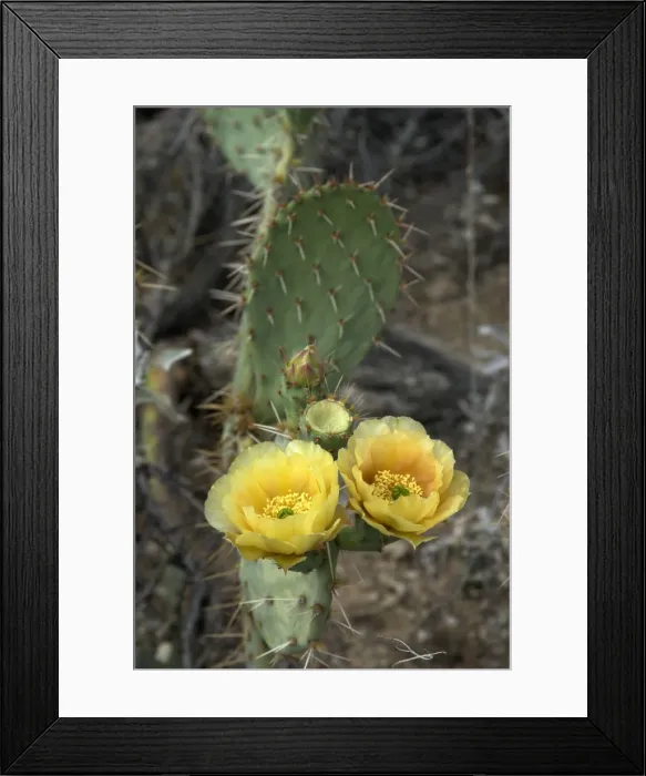 Framed Print : Flowers of Engelmann's Prickly Pear Cactus Saguaro National Park, Arizona Framed Print : Flowers of Engelmann's Prickly Pear Cactus Saguaro National Park, Arizona