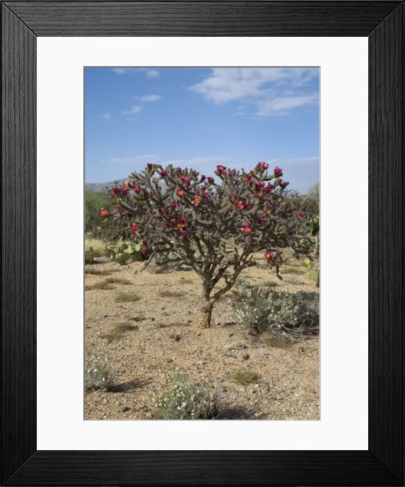 Framed Print : Buckthorn Cholla Saguaro National Park, Arizona Framed Print : Buckthorn Cholla Saguaro National Park, Arizona