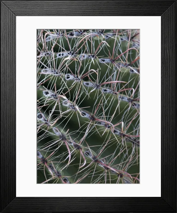 Framed Print : Arizona Barrel Cactus Close up of spines Saguaro National Park, Arizona Framed Print : Arizona Barrel Cactus Close up of spines Saguaro National Park, Arizona