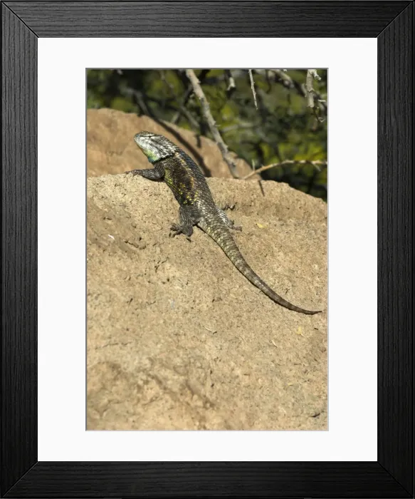 Framed Print : Desert Spiny Lizard On rock, Arizona Framed Print : Desert Spiny Lizard On rock, Arizona