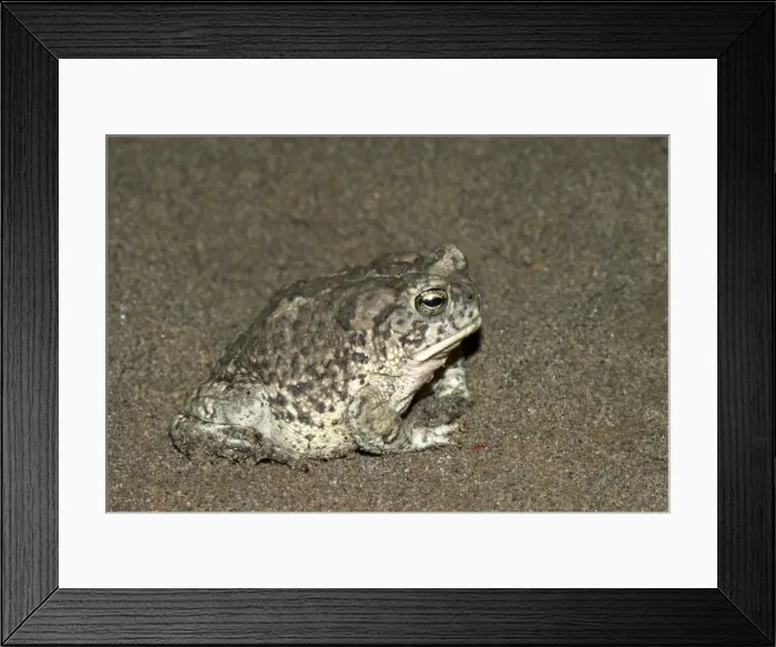 Framed Print : Arizona Toad [This is a subspecies Southwestern Toad] Side view, Arizona