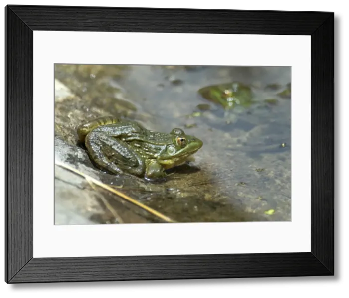Framed Print : Ramsey Canyon Leopard Frog. Endemic to Ramsey Canyon Entire population maintained in artificial concrete pond. Males call from below water surface hence latin name. Arizona Framed Print : Ramsey Canyon Leopard Frog. Endemic to Ramsey Canyon Entire population maintained in artificial concrete pond. Males call from below water surface hence latin name. Arizona