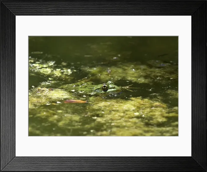 Framed Print : Ramsey Canyon Leopard Frog. Endemic to Ramsey Canyon Entire population maintained in artificial concrete pond. Males call from below water surface hence latin name Arizona Framed Print : Ramsey Canyon Leopard Frog. Endemic to Ramsey Canyon Entire population maintained in artificial concrete pond. Males call from below water surface hence latin name Arizona