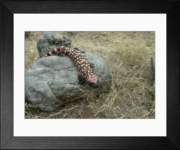 Framed Print : Gila Monster On rock Sonoran Desert, Arizona Framed Print : Gila Monster On rock Sonoran Desert, Arizona