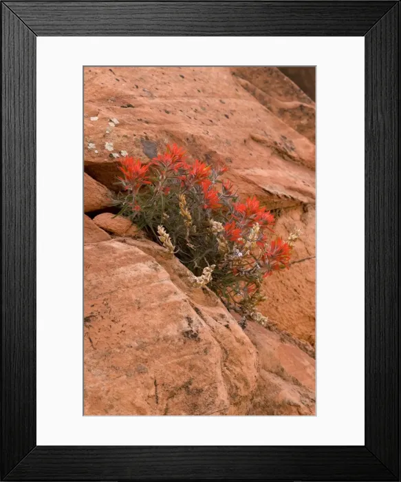 Framed Print : Indian paintbrush growing in rock. Zion National Park, Utah, USA Framed Print : Indian paintbrush growing in rock. Zion National Park, Utah, USA