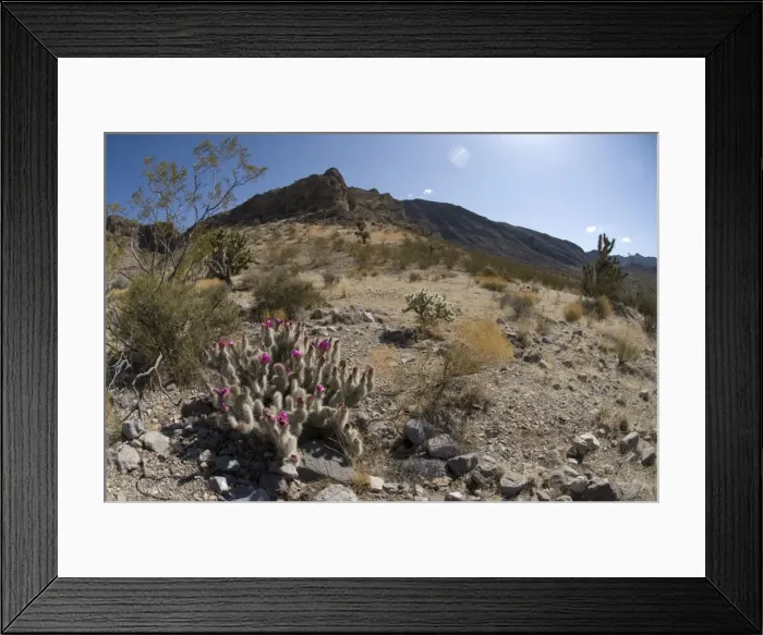 Framed Print : Engelmann's hedgehog cacti, with joshua tree and other desert species. Joshua Tree Natural Area, Utah, USA Framed Print : Engelmann's hedgehog cacti, with joshua tree and other desert species. Joshua Tree Natural Area, Utah, USA