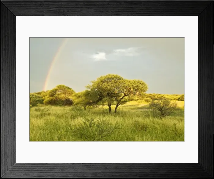 Framed Print : Rainbow - In Kalahari - Botswana Framed Print : Rainbow - In Kalahari - Botswana