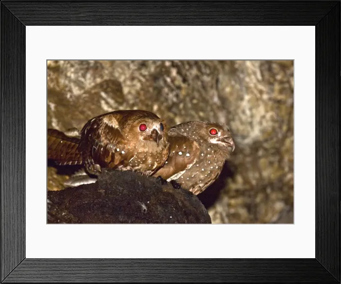 Framed Print : Oilbirds - sitting on ledge - Dunston Cave Asa Wright Centre - Trinidad Framed Print : Oilbirds - sitting on ledge - Dunston Cave Asa Wright Centre - Trinidad