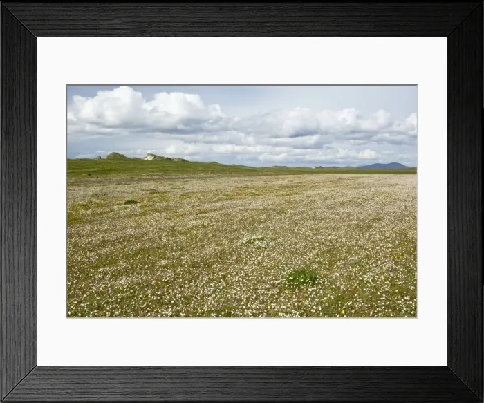 Framed Print : Machair - North Uist - Outer Hebrides - Scotland Framed Print : Machair - North Uist - Outer Hebrides - Scotland