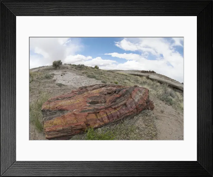 Framed Print : Petrified Wood, Petrified Forest National Park, Arizona, USA Framed Print : Petrified Wood, Petrified Forest National Park, Arizona, USA