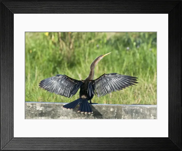 Framed Print : Anhinga - wings and tail outstretched on wall at water treatment plant - Tobago Framed Print : Anhinga - wings and tail outstretched on wall at water treatment plant - Tobago