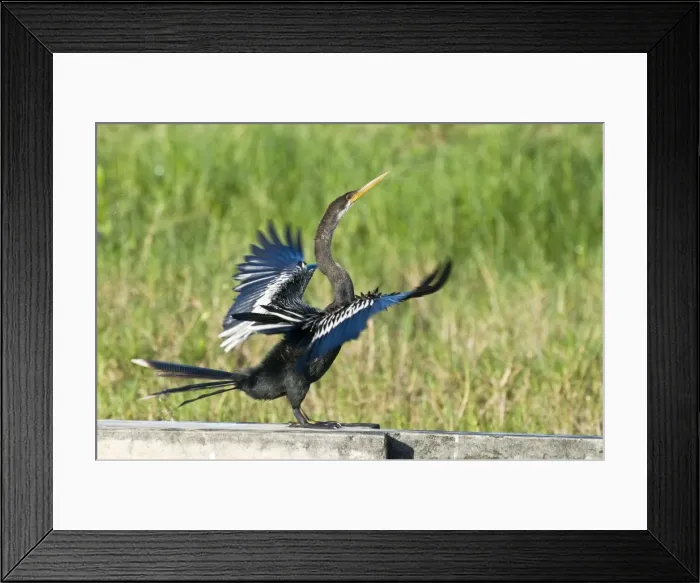 Framed Print : Anhinga - side view with wings outstretched on wall at water treatment plant - Tobago Framed Print : Anhinga - side view with wings outstretched on wall at water treatment plant - Tobago