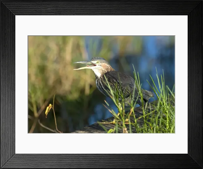 Framed Print : Green Heron - with bill open at water treatment plant - Tobago Framed Print : Green Heron - with bill open at water treatment plant - Tobago