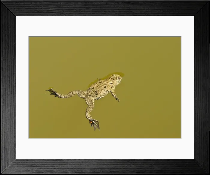 Framed Print : Fire-bellied toad - Floating on pond surface - Bukk National Park - Hungary Framed Print : Fire-bellied toad - Floating on pond surface - Bukk National Park - Hungary