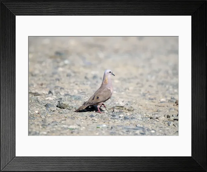 Framed Print : Eared dove - male on stony ground - Tobago Framed Print : Eared dove - male on stony ground - Tobago