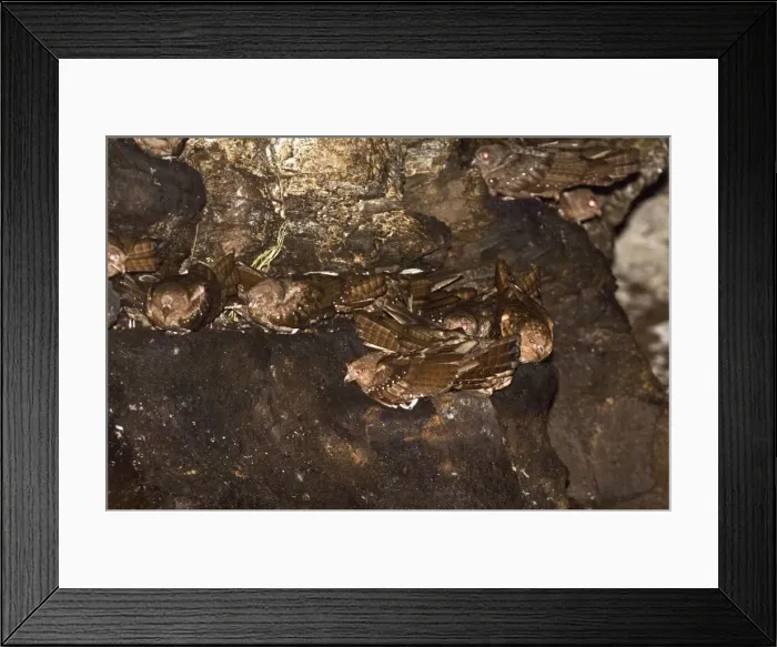 Framed Print : Oilbirds - Part of colony roosting on ledges - Dunston Cave - Asa Wright Centre - Trinidad Framed Print : Oilbirds - Part of colony roosting on ledges - Dunston Cave - Asa Wright Centre - Trinidad