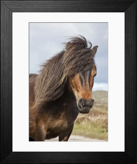 Framed Print : Minature Wild Pony - Close up of head - South Uist - Outer Hebrides - Scotland Framed Print : Minature Wild Pony - Close up of head - South Uist - Outer Hebrides - Scotland