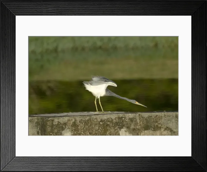Framed Print : Tricoloured Heron - stretching neck and wings - on wall at water treatment plant - Tobago Framed Print : Tricoloured Heron - stretching neck and wings - on wall at water treatment plant - Tobago