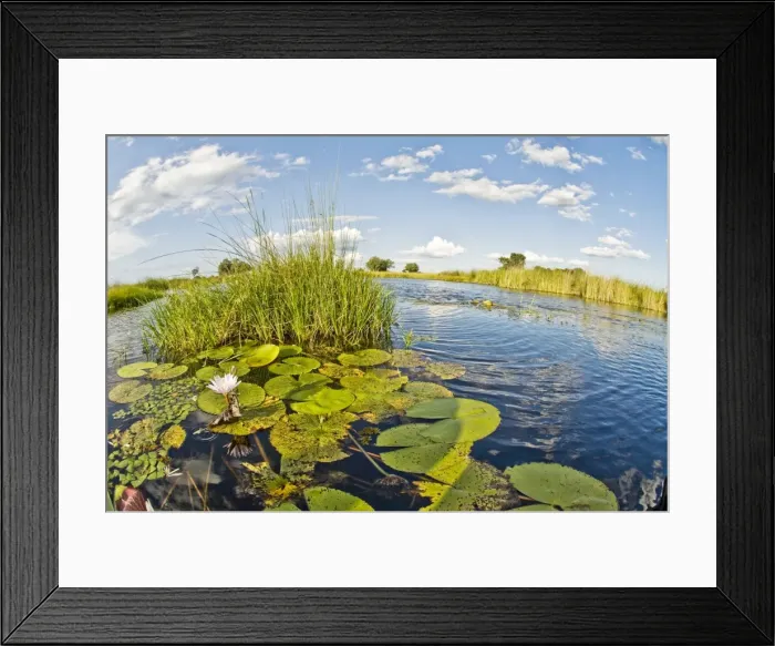 Framed Print : Water lilies and reeds - Okavango Delta - Botswana Framed Print : Water lilies and reeds - Okavango Delta - Botswana