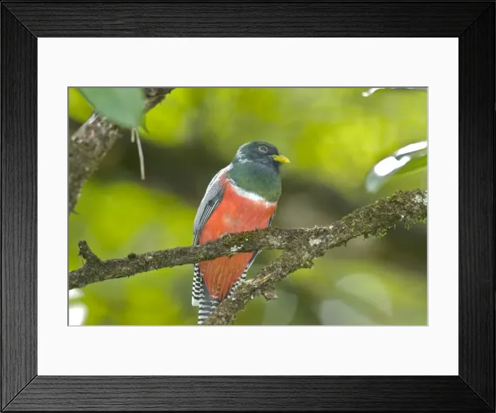 Framed Print : Collared Trogon - sitting on branch - Tobago Framed Print : Collared Trogon - sitting on branch - Tobago