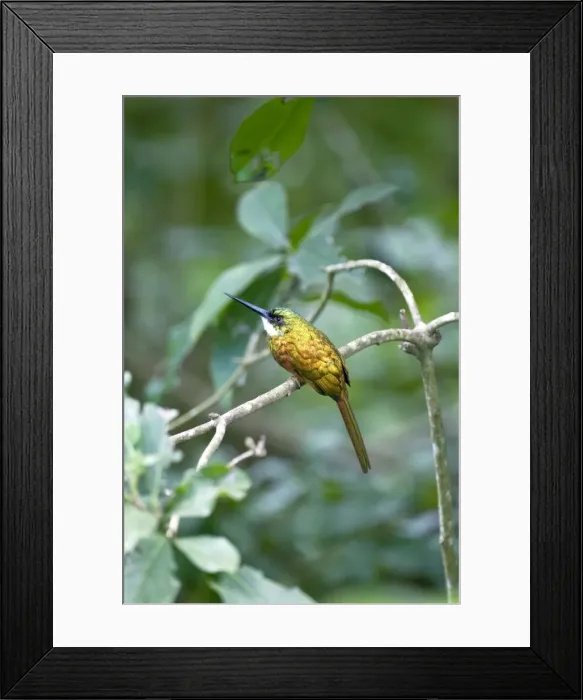 Framed Print : Rufus-tailed Jacamar - sitting on branch - Tobago Framed Print : Rufus-tailed Jacamar - sitting on branch - Tobago