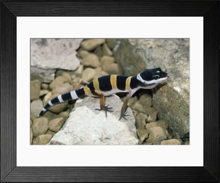 Framed Print : Leopard Gecko - newly hatched - a popular species kept as a pet Framed Print : Leopard Gecko - newly hatched - a popular species kept as a pet