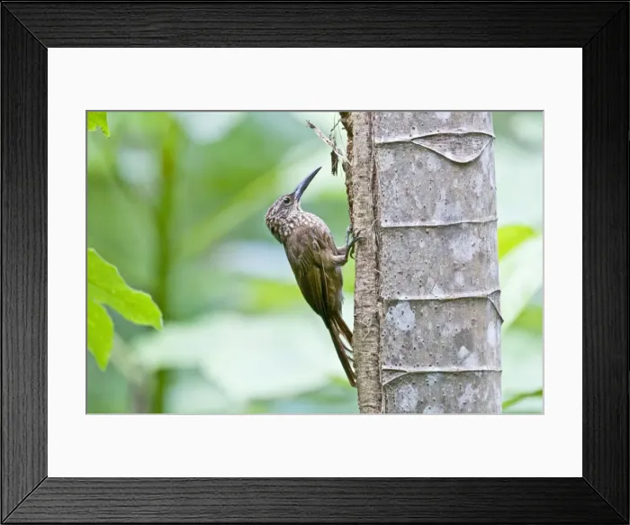 Framed Print : Cocoa Woodcreeper - on tree trunk - Tobago Framed Print : Cocoa Woodcreeper - on tree trunk - Tobago