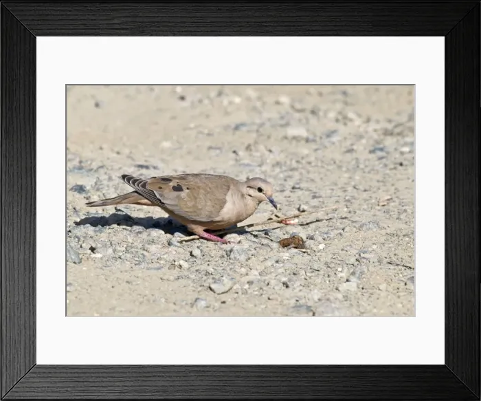Framed Print : Eared dove - female on stony ground - Tobago Framed Print : Eared dove - female on stony ground - Tobago