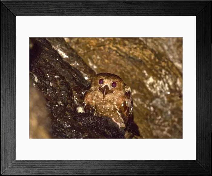 Framed Print : Oilbird - on ledge - Dunston Cave - Asa Wright Centre - Trinidad Framed Print : Oilbird - on ledge - Dunston Cave - Asa Wright Centre - Trinidad