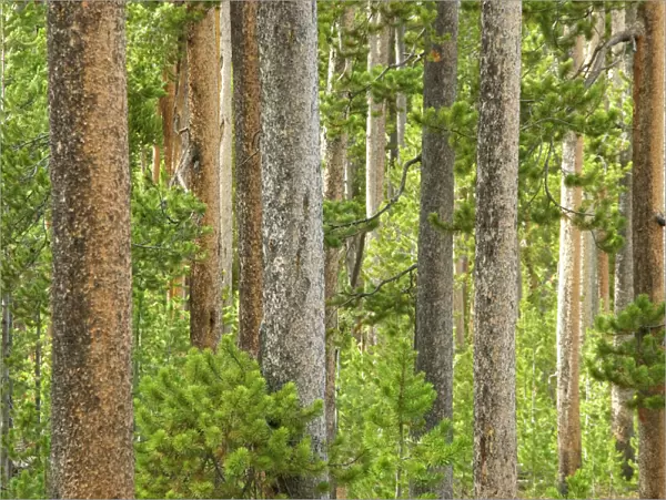 Lodge pole pines - Yellowstone NP - USA
