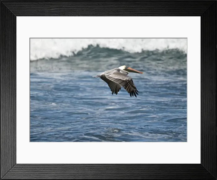 Framed Print : Brown Pelican - in flight over sea - Tobago Framed Print : Brown Pelican - in flight over sea - Tobago