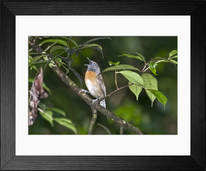 Framed Print : Rufus-breasted Wren - on branch singing - Tobago Framed Print : Rufus-breasted Wren - on branch singing - Tobago