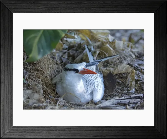 Framed Print : Red-billed Tropicbird - on nest - Little Tobago Framed Print : Red-billed Tropicbird - on nest - Little Tobago