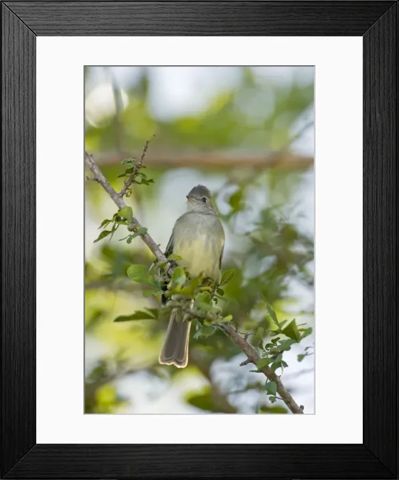 Framed Print : Yellow-bellied Elaenia - sitting on branch - Tobago Framed Print : Yellow-bellied Elaenia - sitting on branch - Tobago