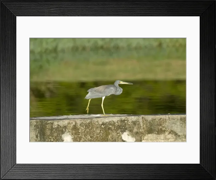 Framed Print : Tricoloured Heron - Walking along wall at water treatment plant - Tobago Framed Print : Tricoloured Heron - Walking along wall at water treatment plant - Tobago