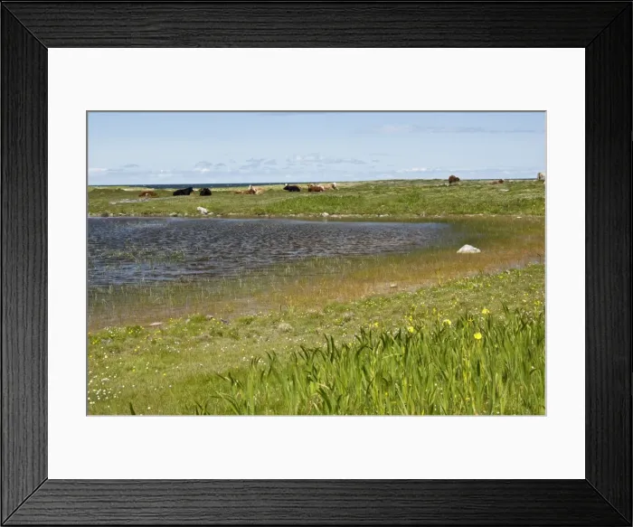 Framed Print : Resting Cattle - On Machair - South Uist - Outer Hebrides - Scotland Framed Print : Resting Cattle - On Machair - South Uist - Outer Hebrides - Scotland