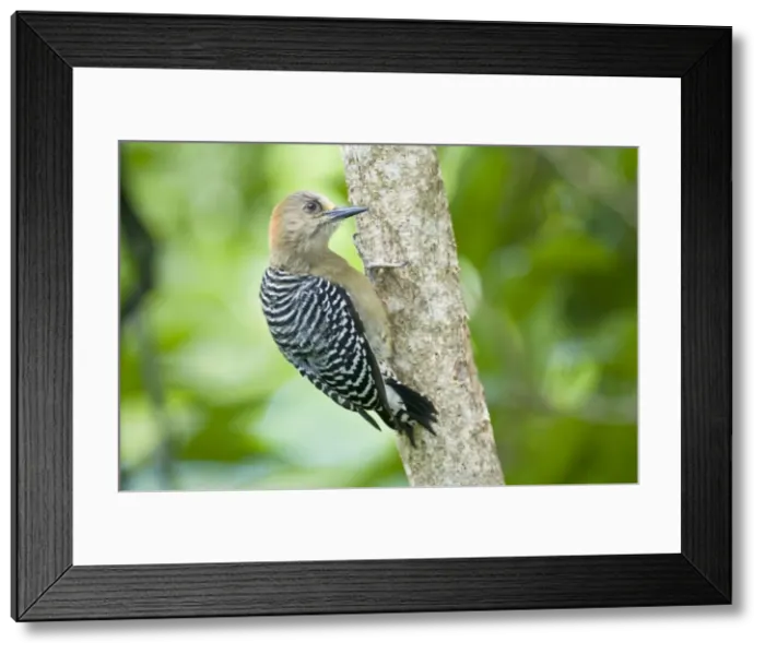 Framed Print : Red-crowned Woodpecker - on tree - Tobago