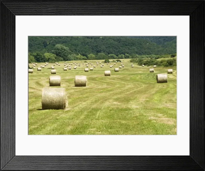 Framed Print : Bales of Hay in meadow - Bukk National Park - Hungary Framed Print : Bales of Hay in meadow - Bukk National Park - Hungary