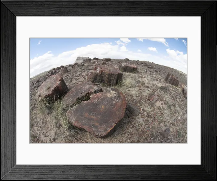 Framed Print : Petrified Wood, Petrified Forest National Park, Arizona, USA Framed Print : Petrified Wood, Petrified Forest National Park, Arizona, USA