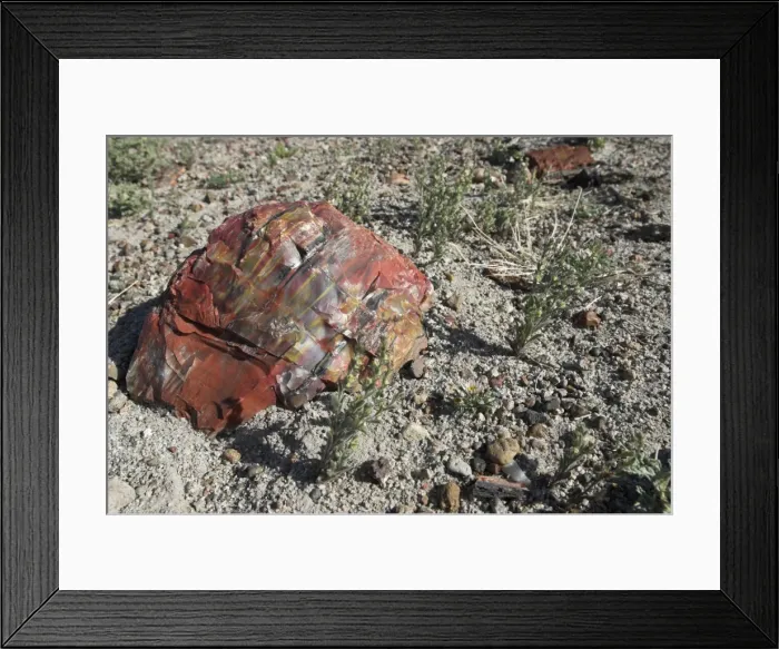 Framed Print : Petrified Forest National Park, Arizona, USA Framed Print : Petrified Forest National Park, Arizona, USA