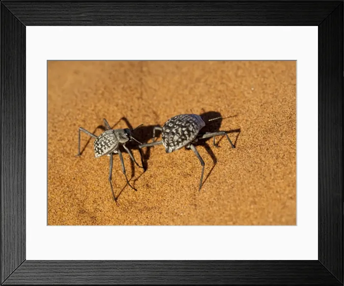 Framed Print : Namib Desert Beetle - pair on sand dune - Sossusvlei - Namibia Framed Print : Namib Desert Beetle - pair on sand dune - Sossusvlei - Namibia