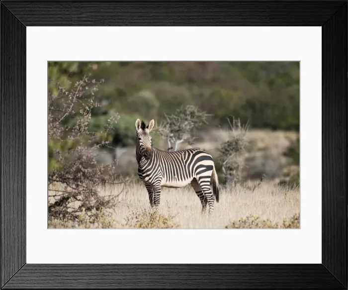 Framed Print : Hartmann's mountain zebra - side view - Northern Namibia Framed Print : Hartmann's mountain zebra - side view - Northern Namibia