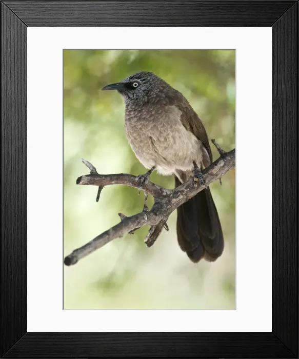 Framed Print : Blackfaced Babbler - perched on branch - uncommon localised resident - Etosha National Park - Namibia Framed Print : Blackfaced Babbler - perched on branch - uncommon localised resident - Etosha National Park - Namibia
